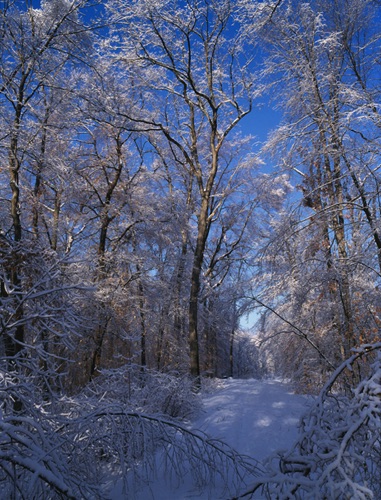 Loantaka Brook Preserve, Morris County, NJ (MF).jpg